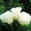 ROSAS BLANCAS X