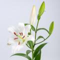 LILIUM BLANCO N